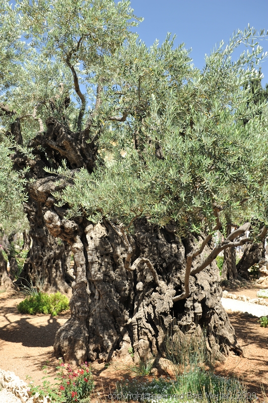 DSC_1426.jpg - Olive trees dated not 2000 but even 3000 years old